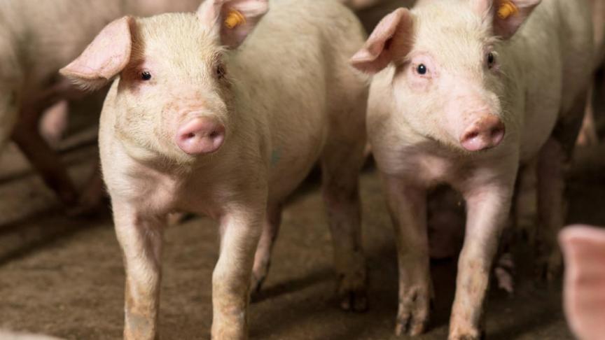 Varkenshouders die de bioveiligheidsenquête nog niet (correct) hebben ingediend, krijgen vanaf 12 september enkele maateregelen opgelegd door het FAVV.