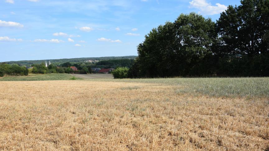 De hergroeikracht van grasland komt van onderuit.