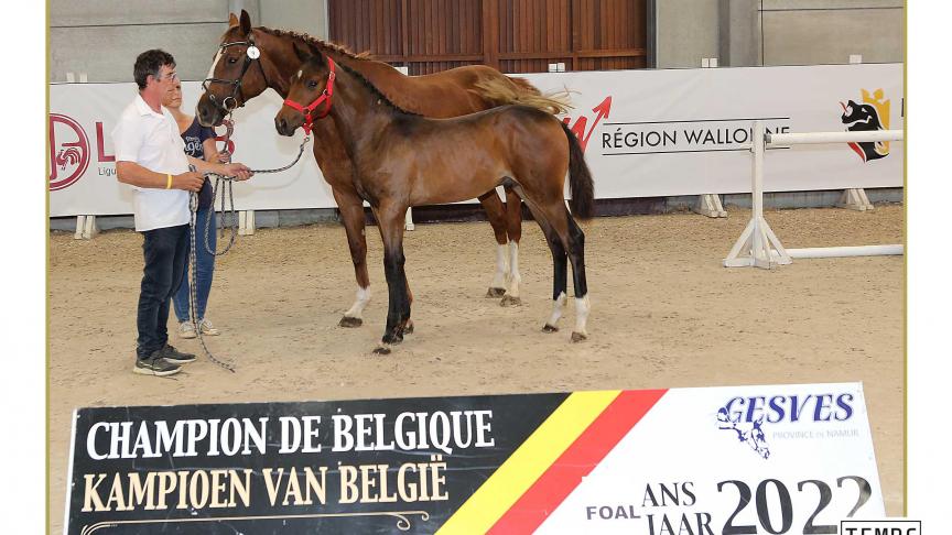 Belgisch Kampioen 2022 bij de springgefokte veulens: Cody du Mas d'Eole Z (Corydon van T&L x Dieu Merci van T&L)