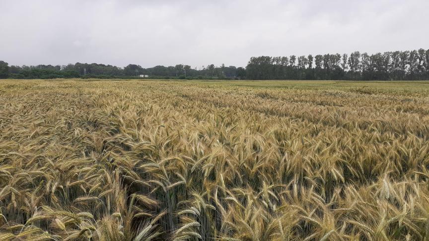 Triticale is in vergelijking met tarwe beter bestand tegen droogte.