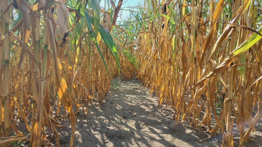 Conventionele veredeling heeft een grote bijdrage geleverd aan het aanpassen van gewassen aan hun omgeving, maar begint zijn beperkingen te tonen, zegt Christian Lorenzo (VIB-UGent Centrum voor Plantensysteembiologie).
