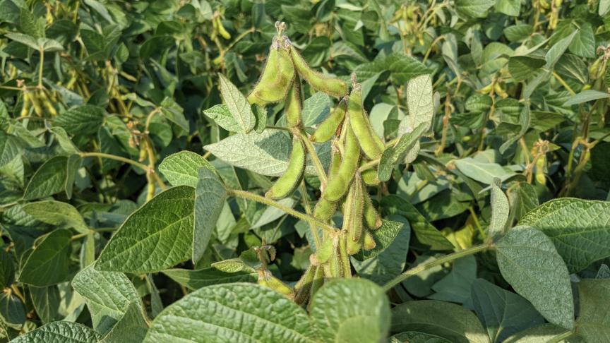 Bepalend voor de opbrengst is het aantal peulen per plant, en het aantal boontjes in elke peul, alsook de inplanting van de onderste peulen.