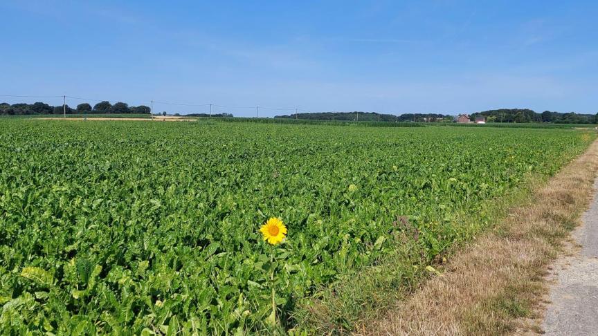 Meerdere bietenvelden overschreden vorige week de drempel voor Cercospora.