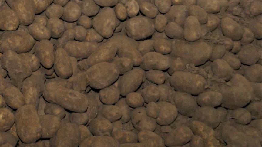 De prijzencommissie van Belgapom noteert vanaf het nieuwe bewaaraardappelseizoen de meest gehanteerde prijs voor de handel in aardappelen van de variëteiten Fontane en Challenger.