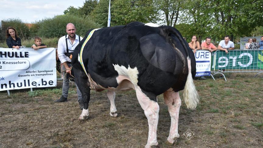 Guyane du Fond de Bois (Hazard X Occupant), kampioenschap koeien, van Michael Cools uit Sint-Laureins.