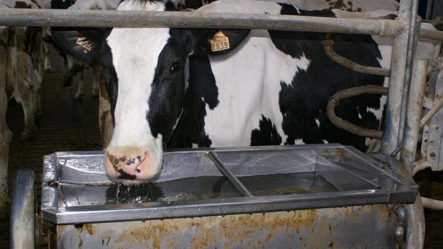 Besmette dieren kunnen de omgeving en drinkwater besmetten via hun urine, waarin leptospiren in aanwezig zijn, en kunnen zo (in)direct andere dieren besmetten.