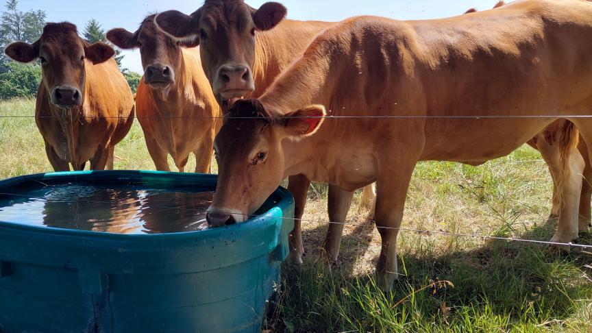 Slechts 5% van de Limousin-fokkers certifieert zijn dieren.