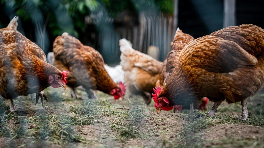 Behalve bij een vogelhandelaar in Bocholt, heeft het FAVV ook vogelgriep vastgesteld bij een pluimveebedrijf in de gemeente Sint-Laureins en een vogelhandelaar in Beernem.