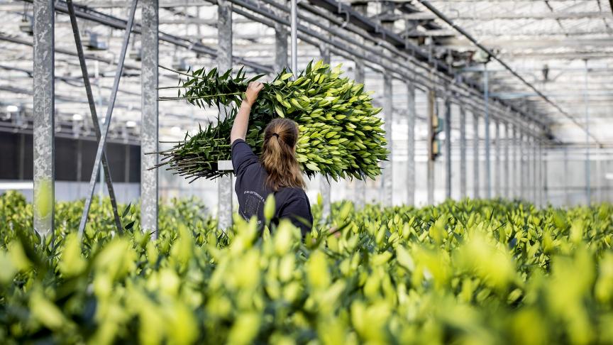 De Nederlandse bloemensector komt in de problemen door de sterk gestegen prijzen voor aardgas en elektriciteit.