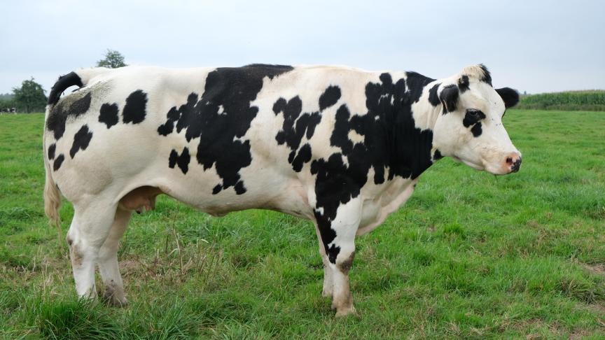 Bij de koeien is de prijs verminderd, meldt Coevia.