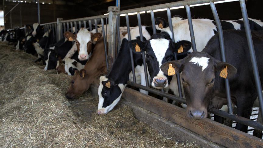 Tijdens de Open Bedrijvendag kan je heel het bedrijf van Bart en Bianca bezichtigen. Voor de kindjes is er superleuke animatie voorzien.