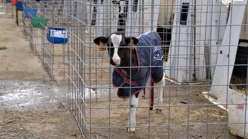 Bart doet aan eigen opfok en probeert zo geen dieren aan te kopen van een ander bedrijf.