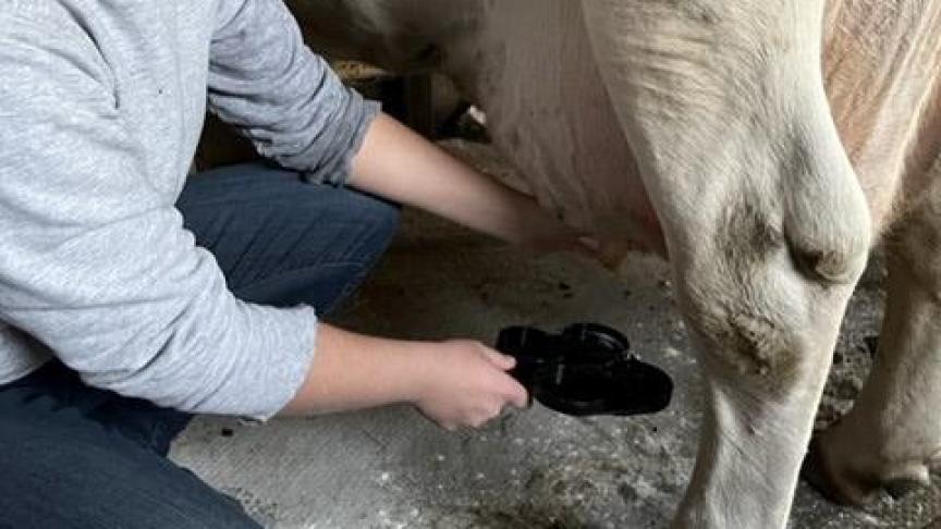 Celine Balcaen onderzoekt subklinische mastitis. Ze wil weten hoe melkveehouders dit aanpakken.