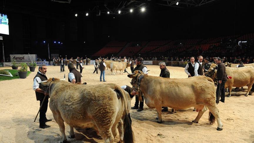 Ongeveer 750 vleesveerunderen nemen deel aan prijskampen en worden voorgesteld in de Zenith-zaal.