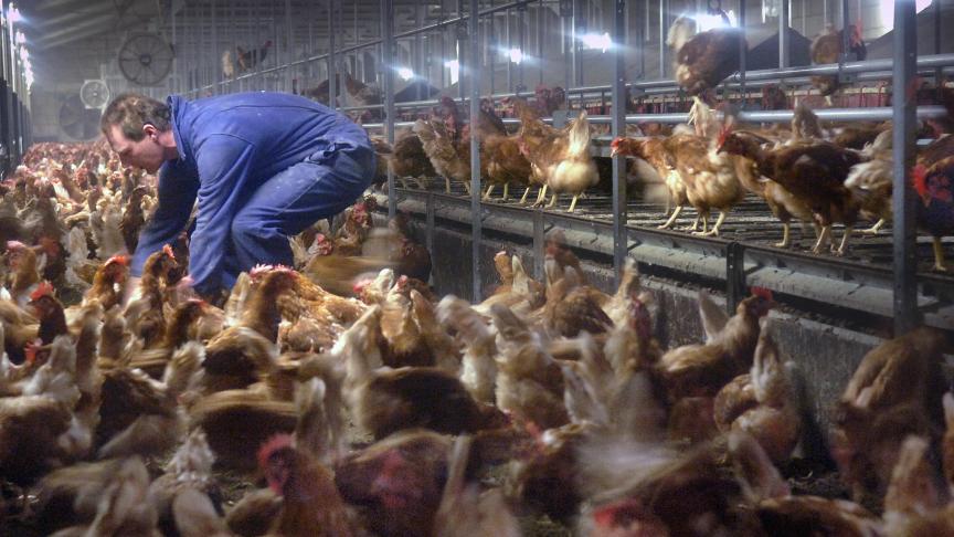 Er zijn 2 nieuwe besmettingen met hoogpathogene vogelgriep van het type H5N1 vastgesteld.