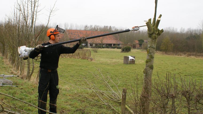Via het project ‘Goed Geknot’ koppelen Regionale Landschappen vrijwillige knotters aan eigenaars van knotbomen.