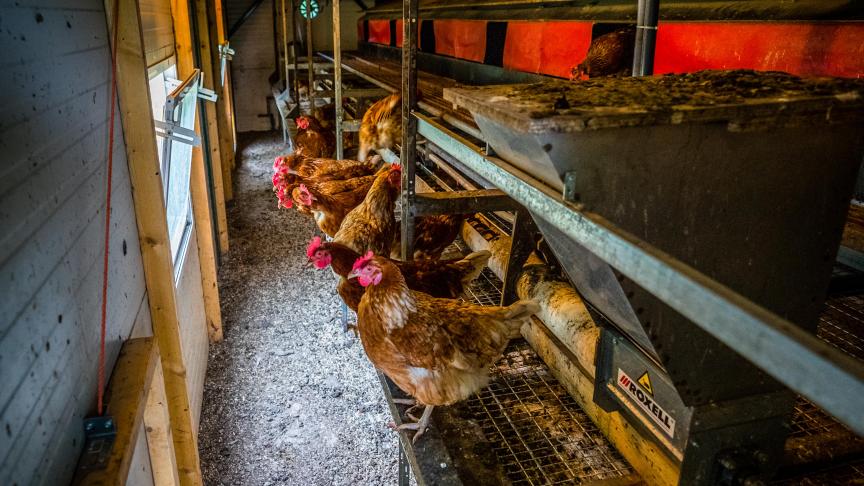 Bij een derde commercieel pluimveebedrijf in de gemeente Sint-Laureins is vogelgriep vastgesteld.