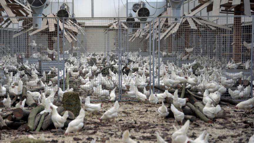 De vogelgriep sloeg in het seizoen 2021-2022 keihard toe in Europa.