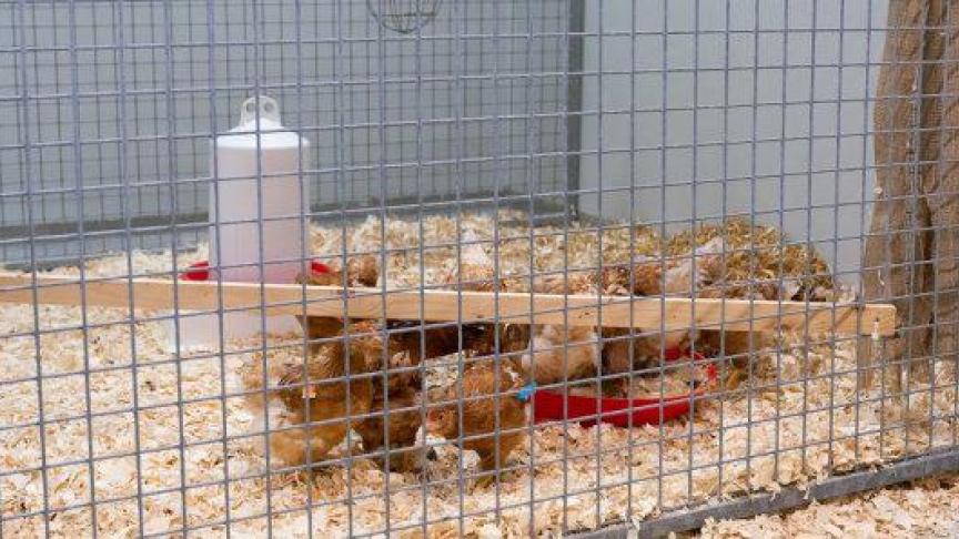 In de Nederlandse proef worden vaccins getest tegen het huidige H5-virus in legkippen.