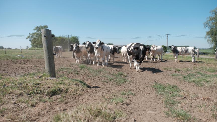 De droogte deze zomer heeft verschillende Europese landen getroffen.