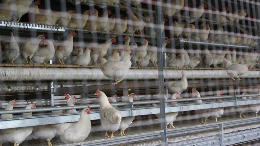 Het is uiterst belangrijk dat alle houders van pluimvee en vogels de geldende bioveiligheidsmaatregelen strikt opvolgen om verdere verspreiding van het virus zo goed mogelijk te beperken.