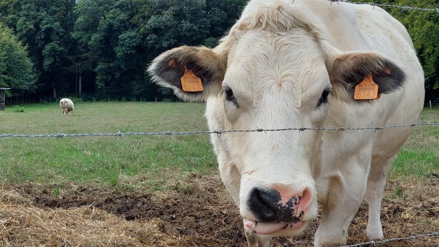 Coevia meldt dat de prijs voor kalveren van Belgisch witblauw opnieuw vermindert.