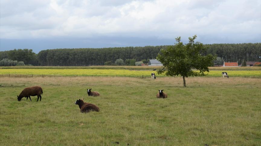 Vlaanderen kiest ervoor om 4% niet-reproductieve landbouw, en met de aangepaste maatregelen 3%, naar voor te schuiven in zijn GLB.