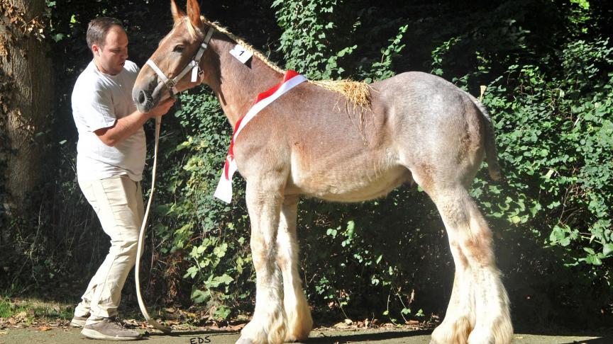 Het Europese Veulenkampioenschap was vlug beslist; de Europese titel ging naar België, met Ampère van het Hermeshof.
