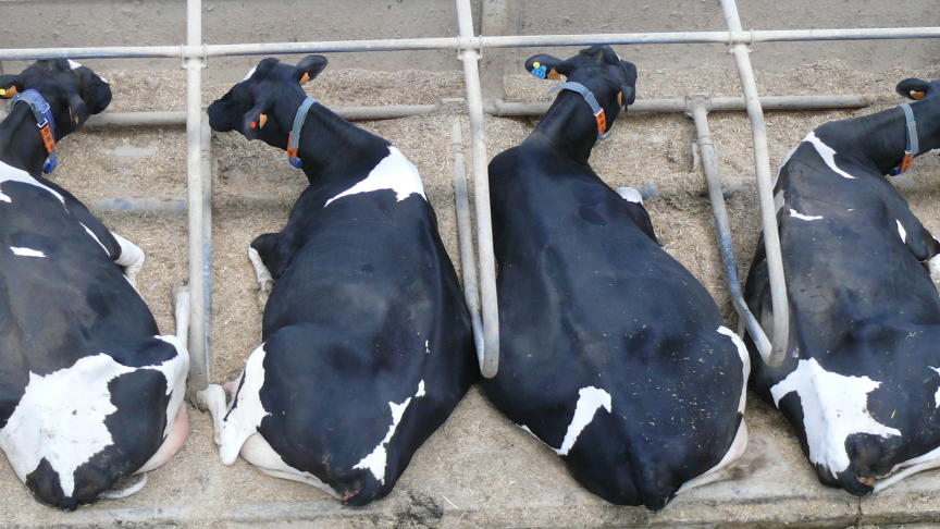 Uit Duits onderzoek blijkt dat schaalvergroting op zich niet leidt tot een verminderd dierenwelzijn, zoals soms gedacht wordt.