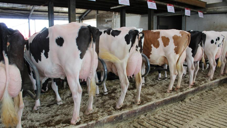 Bert en Dries Matthys toonden op een recent evenement hun beste koeien,  waarvoor ze onder meer een beroep deden op embryo’s.