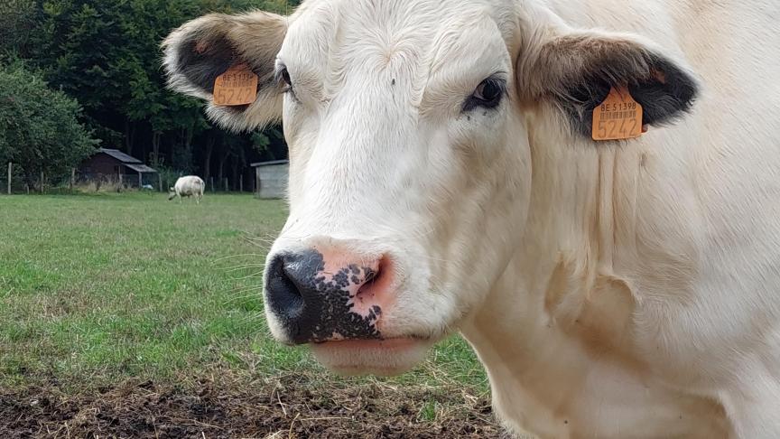 Coevia meldt stabiele prijzen voor Belgisch witblauw rundvee.