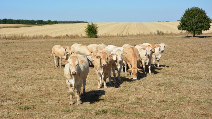 De melkaanvoer in zuidelijke landen zoals Italië, Portugal, Spanje en Frankrijk ondervond duidelijk hinder van de extreem zomerse weersomstandigheden in augustus. Bij ons bleef de impact beperkt.