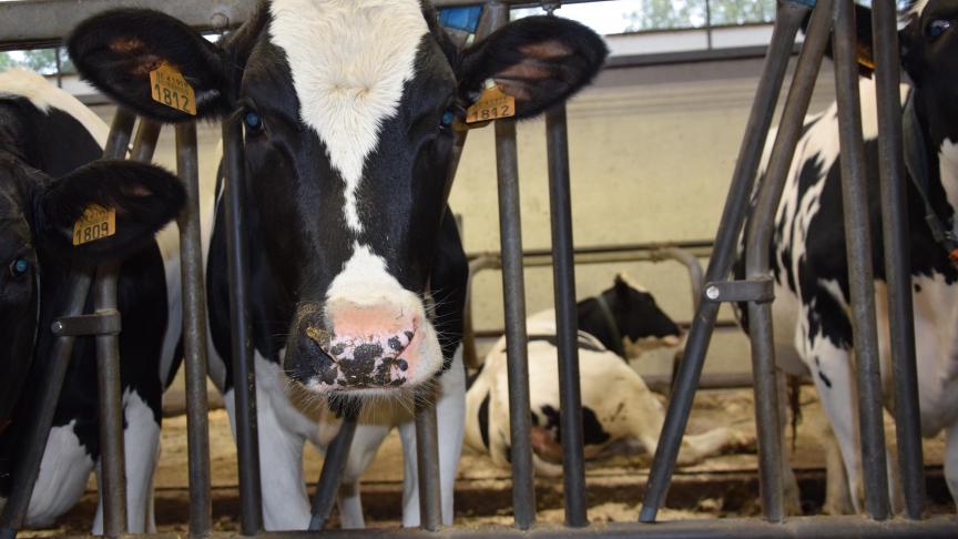 Het opstallen is hét moment bij uitstek om je dieren te controleren op weideparasieten.