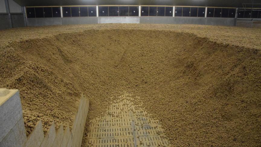 Ook het komende bewaarseizoen zullen weer stalen genomen worden in aardappelbewaarloodsen.