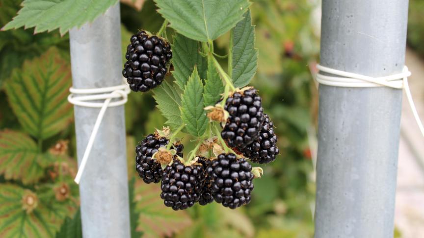 In Wallonië lusten ze braambessen veel minder dan in Vlaanderen en Brussel.