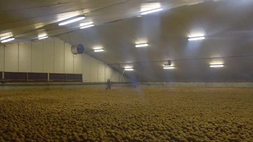 Controleer nu de aardappelen op kieming.