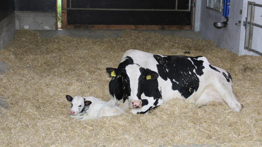 “Boeren wordt een te grote veestapel opgedrongen omdat ze geen faire prijs krijgen voor het voedsel dat ze produceren”, stelt Boerenforum.
