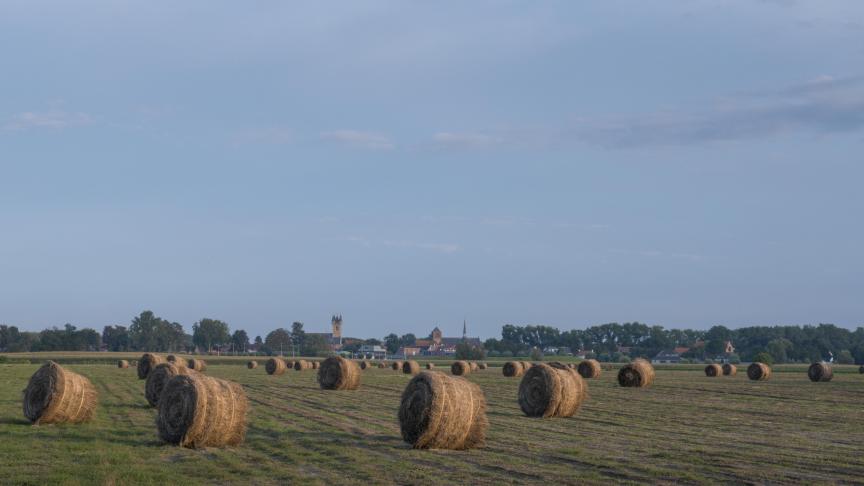 De opbrengst aan stro-vlas lag dit jaar niet heel hoog.