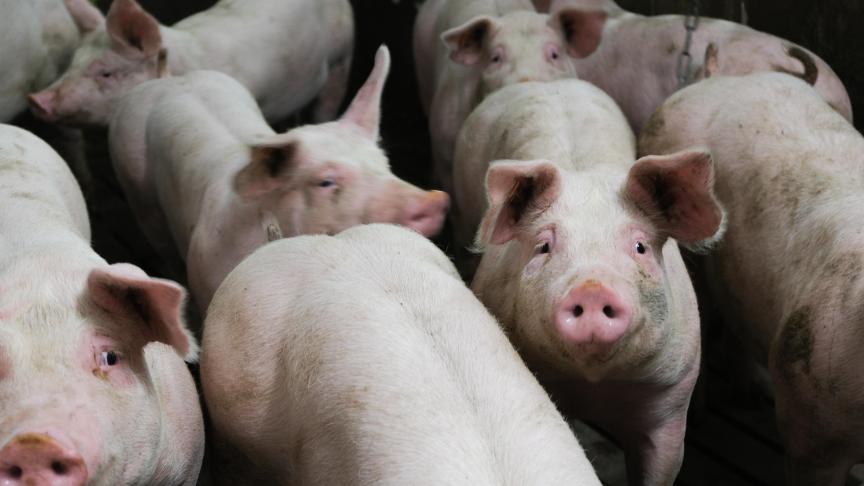 Volgens Keulemans produceert Vlaanderen veel te veel vlees.