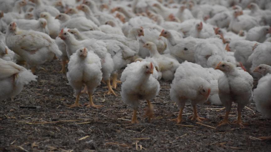 De impact van de vogelgriepbesmetting in Noord-Frankrijk is beperkt: er ligt slechts 1 pluimveebedrijf in het Belgische deel van de zone.