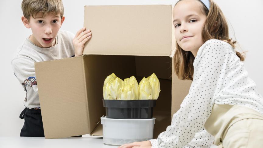 20 jaar geleden aten we in België gemiddeld nog 4 kg witloof per jaar. Dat cijfer is vandaag gedaald tot 3 kg per persoon.