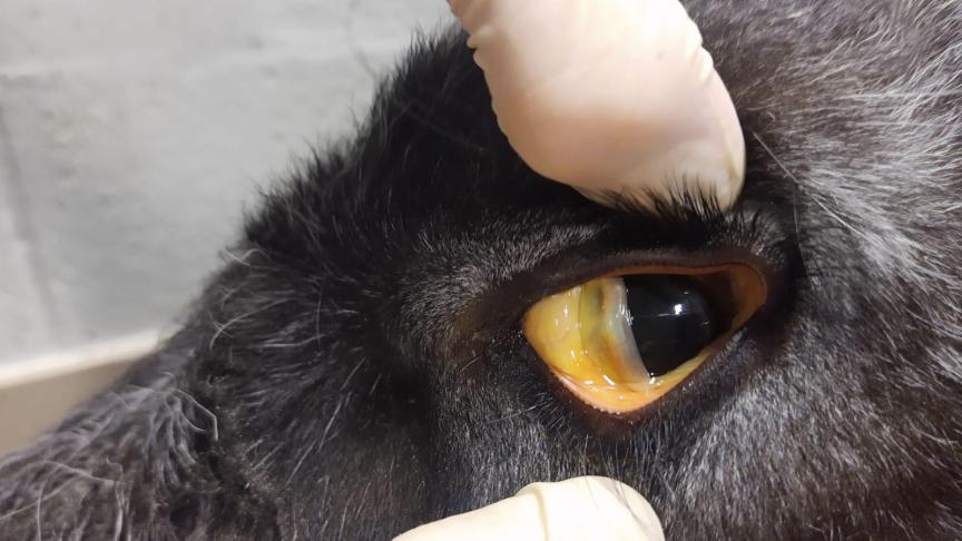 Duidelijk geel verkleurde mucosa in het oog van een kalf ten gevolge van leverfalen te wijten aan een koperintoxicatie.
