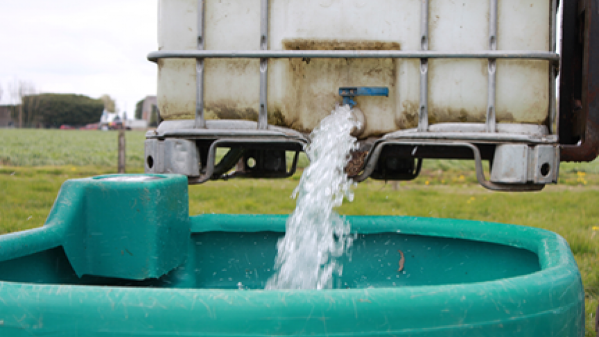 Ook voor vleesvee is waterkwaliteit belangrijk.
