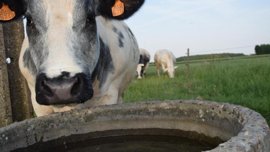 Ook voor vleesvee is waterkwaliteit belangrijk.