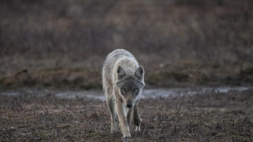 De Europarlementariërs willen dat de samenleving met de wolf mogelijk blijft, en daarom moet het mogelijk zijn om de beschermingsstatus van populaties in bepaalde regio’s te wijzigen.