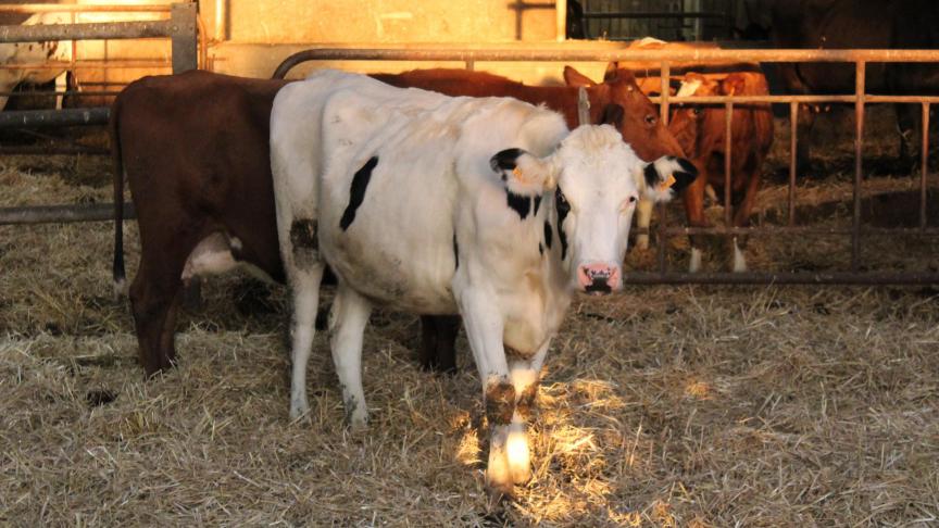 “Jonge boeren maken maar 20% uit van alle landbouwers. Die trend moeten we gekeerd krijgen”, stelt Europees parlementslid Tom Vandenkendelaere.