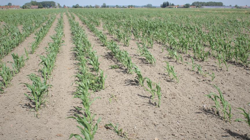 Voor de droogte tijdens de zomer van 2022 werden bij het Vlaams Rampenfonds 871 schademeldingen gemaakt voor een geraamd totaal schadebedrag van 57 miljoen euro.