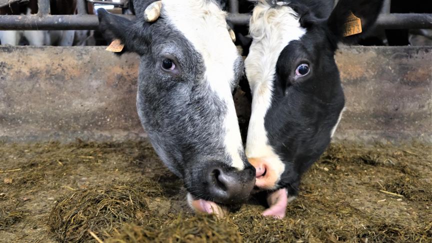 In de pens van een rund wordt methaan gevormd tijdens het verteringsproces.