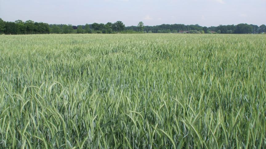 Op de Belgische rassenlijst is een nieuw ras triticale opgenomen.