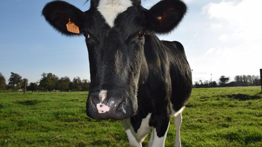 Tot nu toe werd alleen zware sterfte door botulisme bij melkkoeien vergoed.
